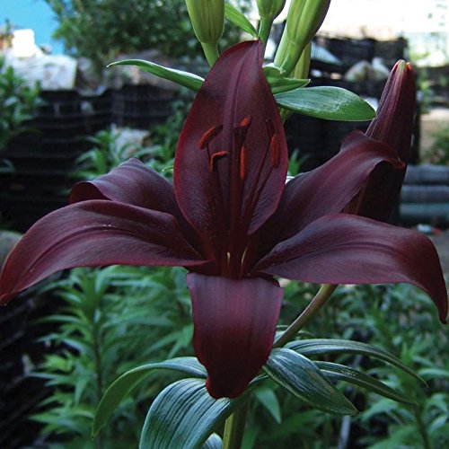 Asiatic Lily Bulbs - DIMENTION - Fragrant Perennial