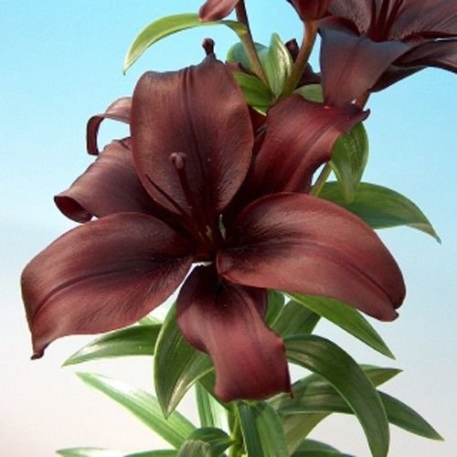 Asiatic Lily Bulbs - DIMENTION - Fragrant Perennial - Easy to Grow - 2 Bulbs