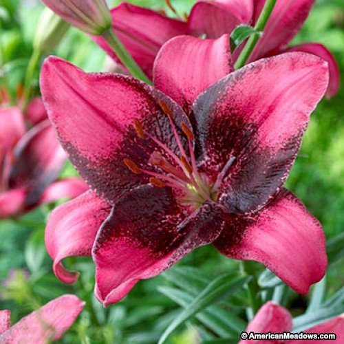 Asiatic Lily Bulbs - PURPLE EYE - Fragrant Perennial - Deep Magenta - 2 Bulbs