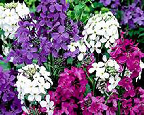 DAMES ROCKET MIX-Hesperis Matronalis-3 LIVE Perennial Flower PLANTS-Hardy Perennial Fragrant Flower