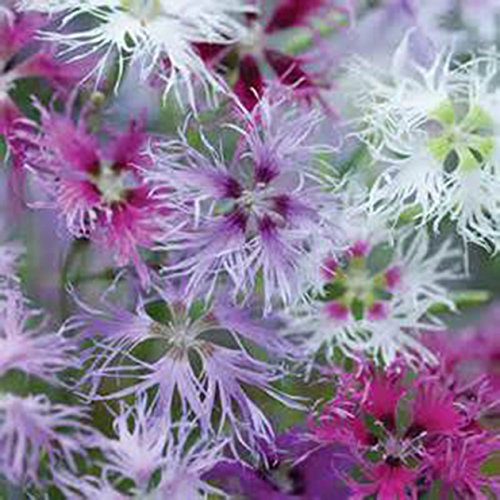 Dianthus RAINBOW LOVELINESS MIX-3 Live Perennial Flower Plants-INTOXICATINGLY FRAGRANT-Heirloom-Organic-Super HardyHeirloom