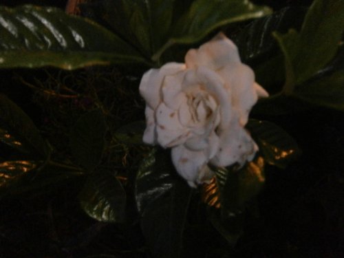 Gardenia- Large white blooms and fragrant perennial