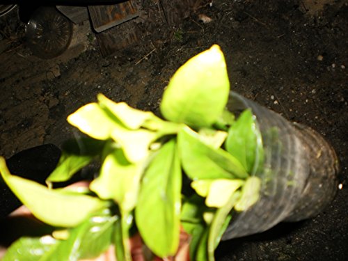 Gardenia- white blooms and fragrant perennial ROOTED in plastic container Buy one get one FREE