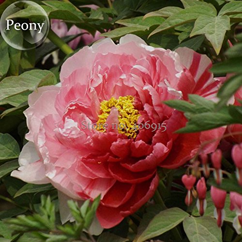 Heirloom Sorbet Robust Colorful Double Blooms Peony Mixed 5 Seeds fragrant perennial flowers E3615