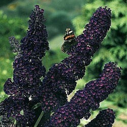 NEW 25 BUDDLEIA BLACKKNIGHT BUTTERFLY BUSH FLOWER SEEDS  FRAGRANT PERENNIAL