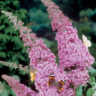 NEW 25 BUDDLEIA BUTTERFLY BUSH FLOWER SEEDS MIX  FRAGRANT PERENNIAL