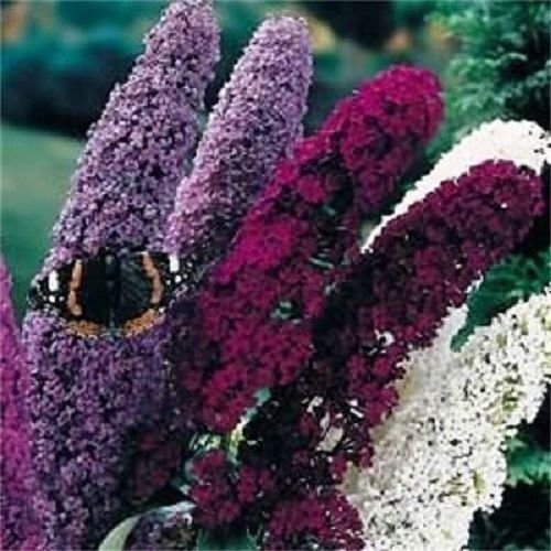 NEW 25 BUDDLEIA BUTTERFLY BUSH FLOWER SEEDS MIX  FRAGRANT PERENNIAL