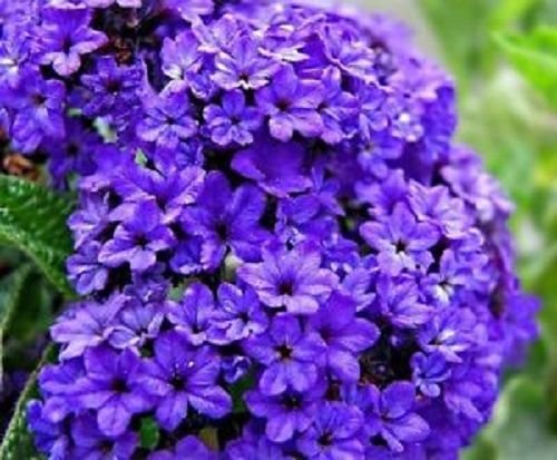 NEW 50 HELIOTROPE MARINE BLUE FLOWER SEEDS  FRAGRANT PERENNIAL