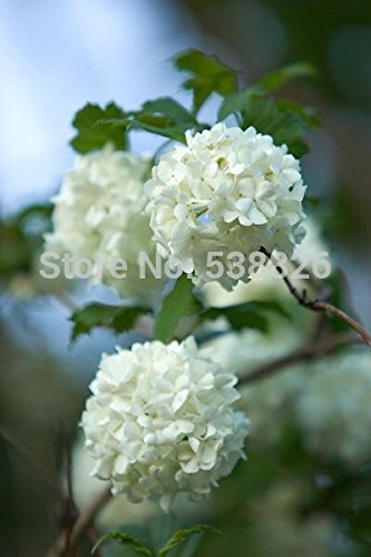 Rare Beautiful White Hill Flower Seeds 10 Seeds  Pack Beautiful Strong Fragrant Perennial Flowers