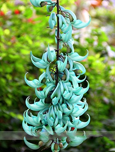 Rare Endangered Jade Vine Strongylodon Macrobotrys Flower Seeds Professional Pack 5 Seeds  Pack Blue Fragrant Perennial