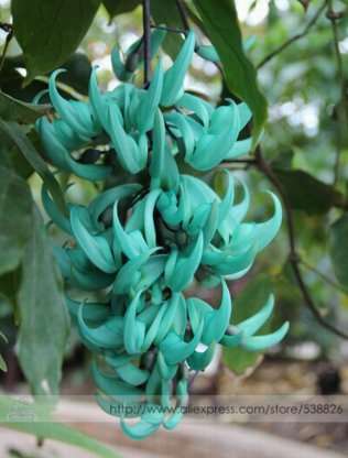 Rare Endangered Jade Vine Strongylodon Macrobotrys Flower Seeds Professional Pack 5 Seeds  Pack Blue Fragrant Perennial
