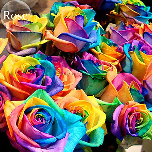 Solution Gardens Gifts Colorful Rainbow Rose Valentine Lover Flower 50 Seeds light fragrant perennial flowers