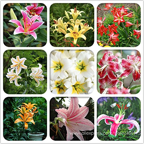 Solution Gardens Gifts Heirloom Lilium Lily Flower Fragrant Perennial Flower Cheap Optimized 50 Seeds