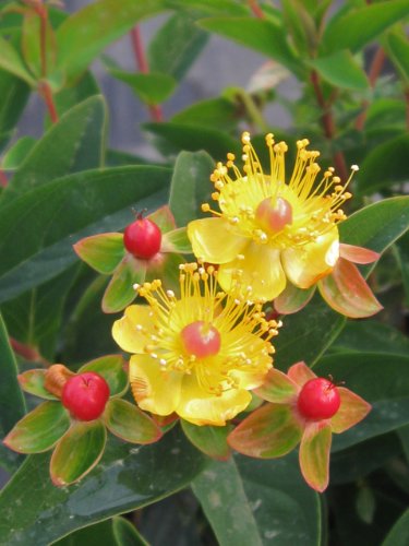 Albury Purple ST JOHNS WORT Tutsan Hypericum Androsaemum 20 Perennial Herb Seeds