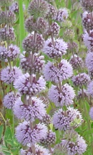 HEMI~~PENNYROYAL~Seeds~~~~~Great Perennial Herb