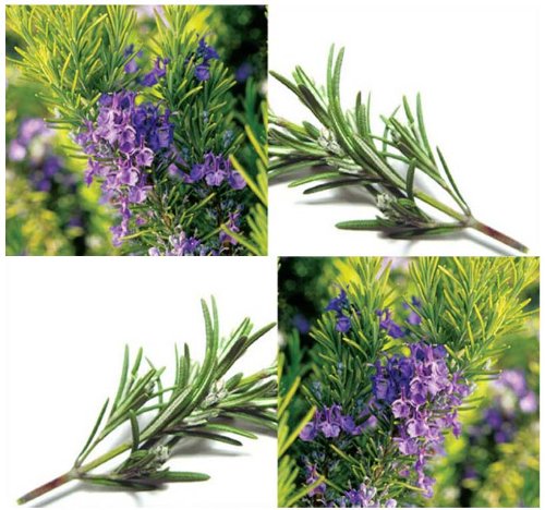 100 ROSEMARY Seeds - ALL PURPOSE SEASONING FOR MEAT SAUCES ~ Perennial Herb ~