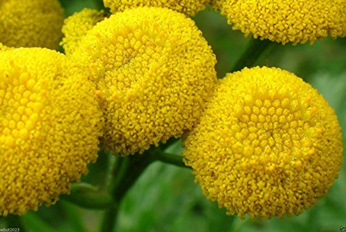 100 Seeds - TANSY SEEDS~Chrysanthemum Vulgare-Golden ButtonPerennial HerbHEIRLOOM Organic