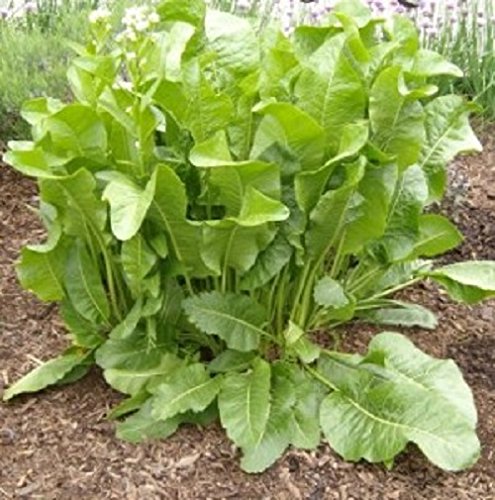 3 Bare Root Plants of Armoracia Rusticana - Horseradish Hot Peppery Flavored Perennial Herb