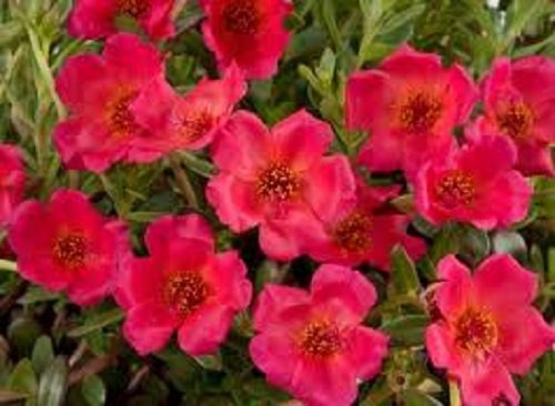 35 Purslane Rock Ruby Tuesday Flower Seeds  Drought and Heat Tolerant Perennial Herb