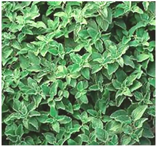 4 Packs x 1500 Greek Oregano Origanum vulgare hirtum SEEDS - PERENNIAL HERB - Heavy Oregano Aroma In 5 Inch Plants - By MySeedsCo