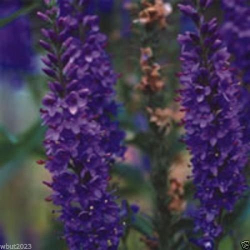 50 Himalayan Catmint - Nepeta clarkei -Catmint Catnip Seeds Perennial Herb 