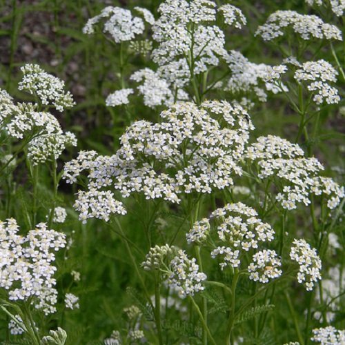 50 Seeds of Achillea Millefolium - White Yarrow Perennial Herb Grows 3 Feet Tall