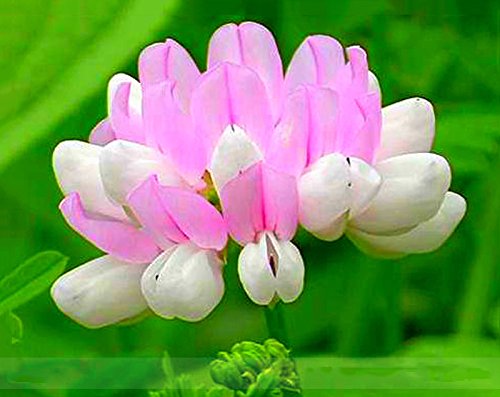 ADB Inc Securigera Varia White Pink Crown Vetch Perennial Herb Flower Seeds