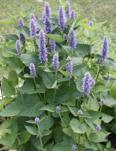 Blue HYSSOP OFFICINLIS - 75Perennial Herb Seeds