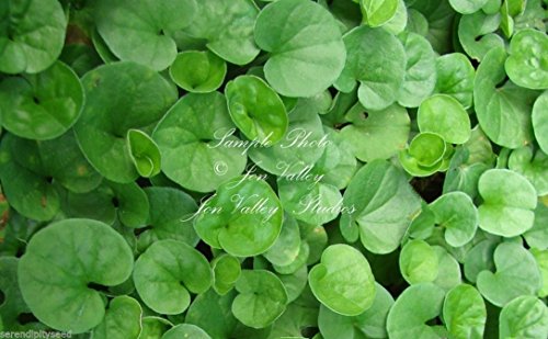 Centella Asiatica Seeds Asiatic Pennywort Small Perennial Herb Pink Flowers