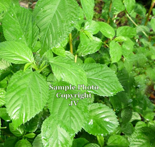 Egyptian Spinach 30 seeds Sun or Shade perennial herb Ancient green from Middle East Corchorus olitorius Nalta Jute
