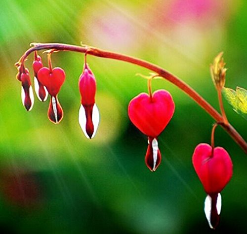 FD3012 Perennial Herbs Dicentra Spectabilis Flower Plant Bleeding Seed Red 10pcs