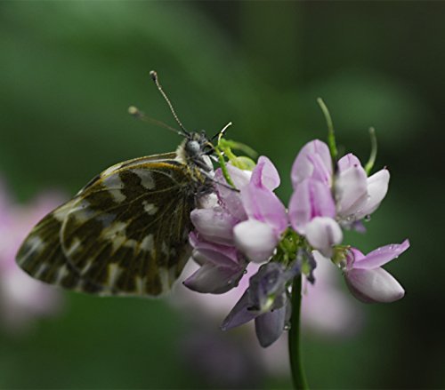 FutabaÂ Crownvetch Coronilla varia Papilionaceae Perennial herb 200 Seeds