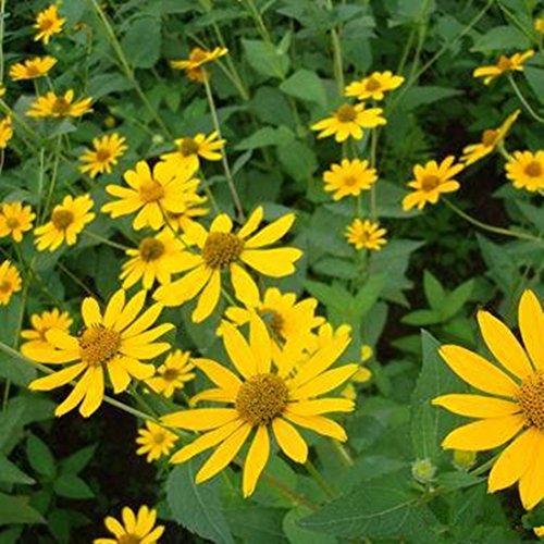 Futaba False Sunflower Heliopsis Helianthoides Compositae Perennial Herbs 1000 Seeds