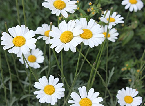 FutabaÂ Pyrethrum daisy Pyrethrum cinerariifolium Compositae Perennial herb 100 Seeds