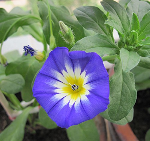 FutabaÂ Three-colour Calystegia Sepium Perennial Herbs 100 Seeds