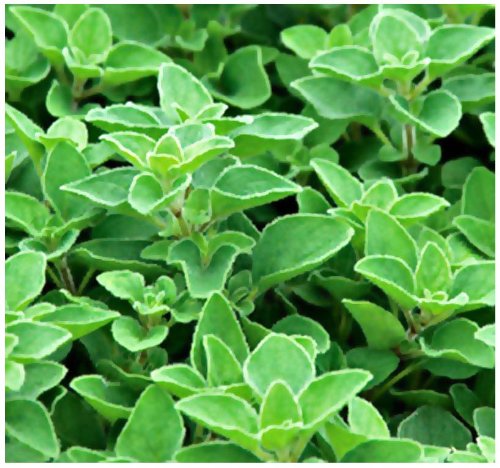 Greek Oregano Origanum vulgare hirtum SEEDS - PERENNIAL HERB - Heavy Oregano Aroma In 5 Inch Plants - By MySeedsCo 001500 Seeds - Pkt Size