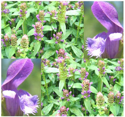 HEAL ALL Perennial Herb Seed - Flower Seeds - Prunella vulgaris - EDIBLE MEDICINAL 001200 Seeds - 1200 Seeds - Pkt Size