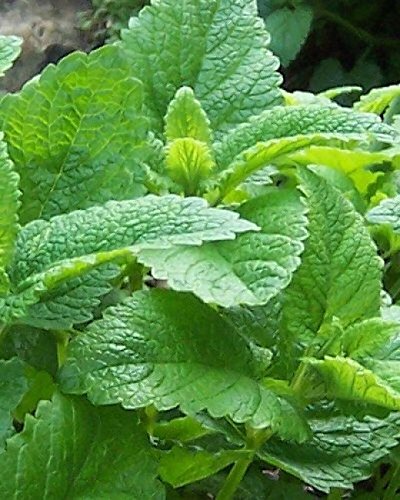 LEMON BALM Melissa Odorata 50 Perennial Herb Seeds