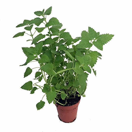 Lemon Balm Perennial Herb Plant - Heirloom - Melissa - 3 Pot