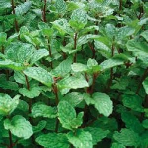 Mojito Mint Perennial Herb Starter Plant