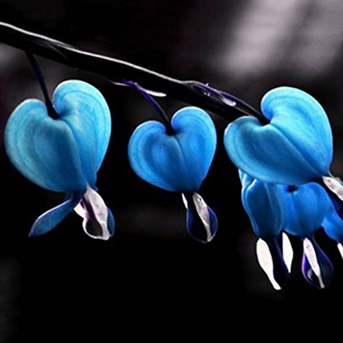 PandaBiu161810PCS Perennial Herbs Dicentra Spectabilis Flower Plant Bleeding Heart Seeds blue
