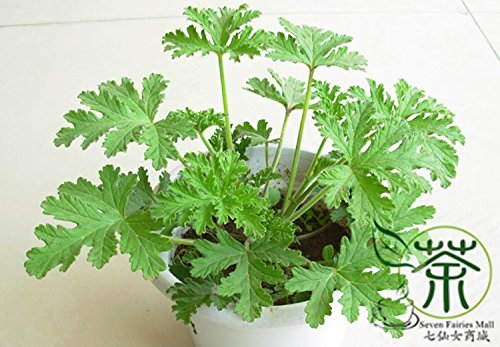 Perennial Herbs Pelargonium Graveolens Seeds 40pcs Rose Geranium Qu Weng Cao Seeds Very Popular Rose-scented Pelargonium Seeds