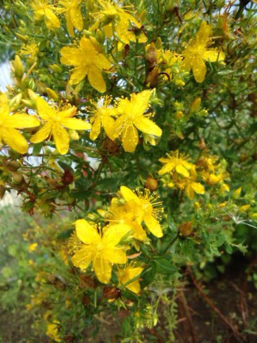 SAINT JOHNS WORT 50Perennial Herb Seeds