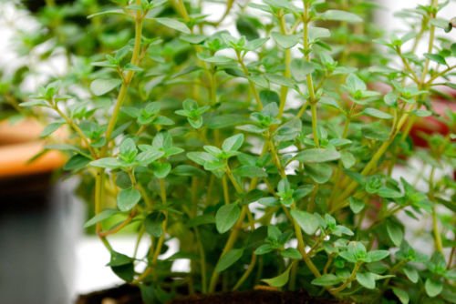 Thyme German Common Winter Perennial Herb 425 Seeds Groco