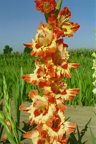 10 Fiesta YellowOrange Gladiolus BULBS Summer flowering Perennial