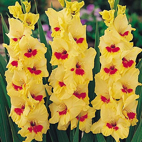 Alyf Market Gladiolus Bulbs corms - Beautiful Sunny Yellow WRed BulbsSummer Flowering Perennial-Now Shipping  10 Bulbs
