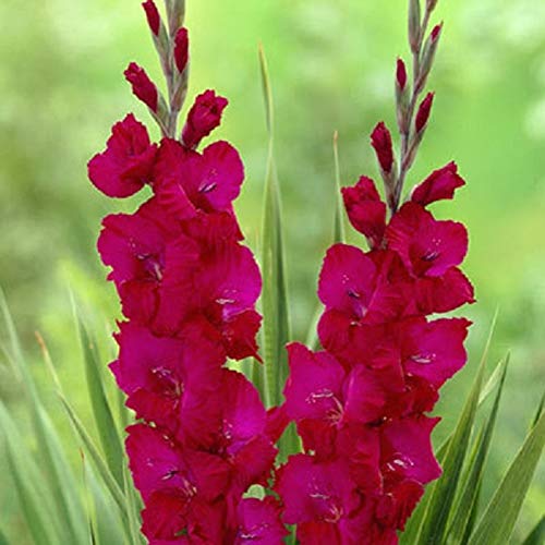 Alyf Market Gladiolus Bulbs corms Plum TartSummer Flowering Perennial-Now Shipping  Great for Borders Containers Cutting 25 Bulbs