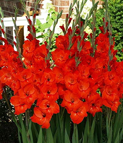 Cutdek Gladiolus Bulbs corms -Red Sensation BulbsWe Sell only top Grade corms 1s 1214 cmSummer Flowering Perennial-Now Shipping  25 Bulbs