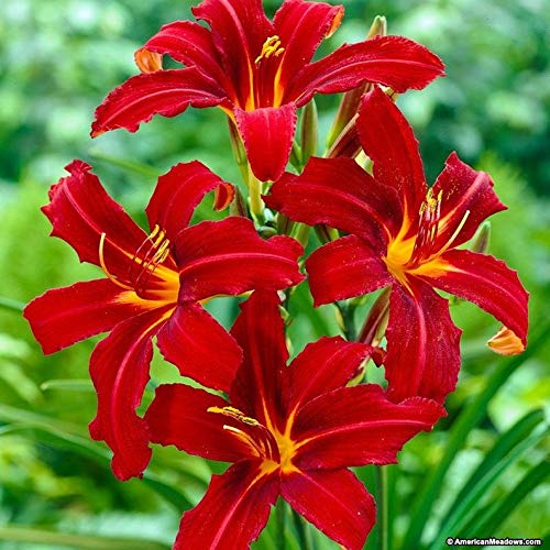 Daylily Crimson Pirate 2 PlantRoot Summer Flowering Perennial-Now Shipping  by BasqueStore