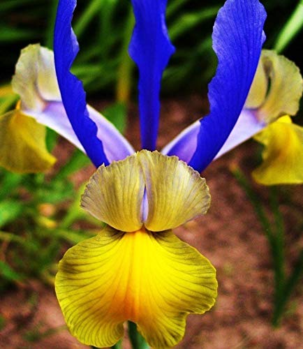 Dutch Iris Miss Saigon BulbsSummer Flowering Perennial-Now Shipping  10 Bulbs by ThronesFarm